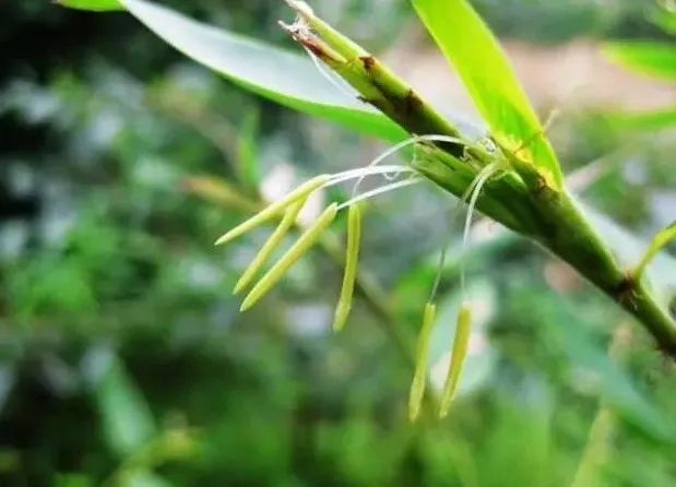 竹子为什么是空心的,竹子为什么是草