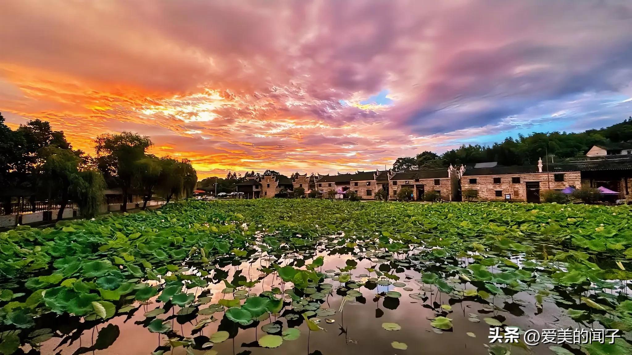 荷花仙子美得让人醉,夏日的荷花美景为你带来凉爽