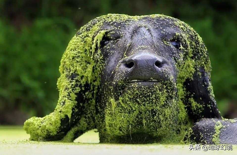 十大深海神秘巨型生物图片,天空拍到的像水母生物图