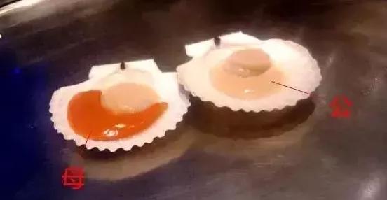 秦皇岛海鲜大比拼,秦皇岛一年四季的时令海鲜表