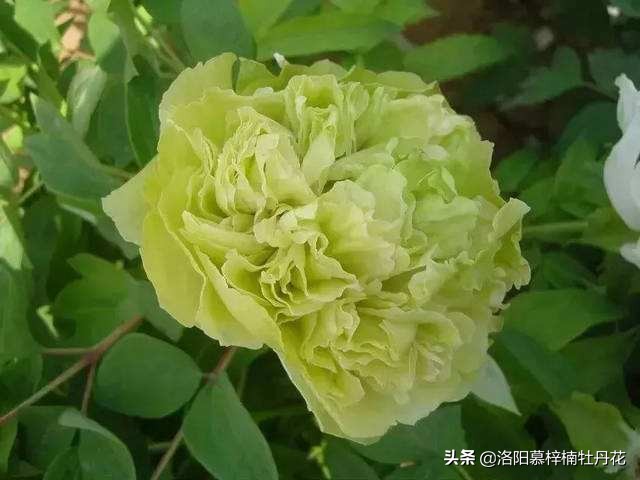 洛阳牡丹花介绍简介,洛阳牡丹花图片欣赏
