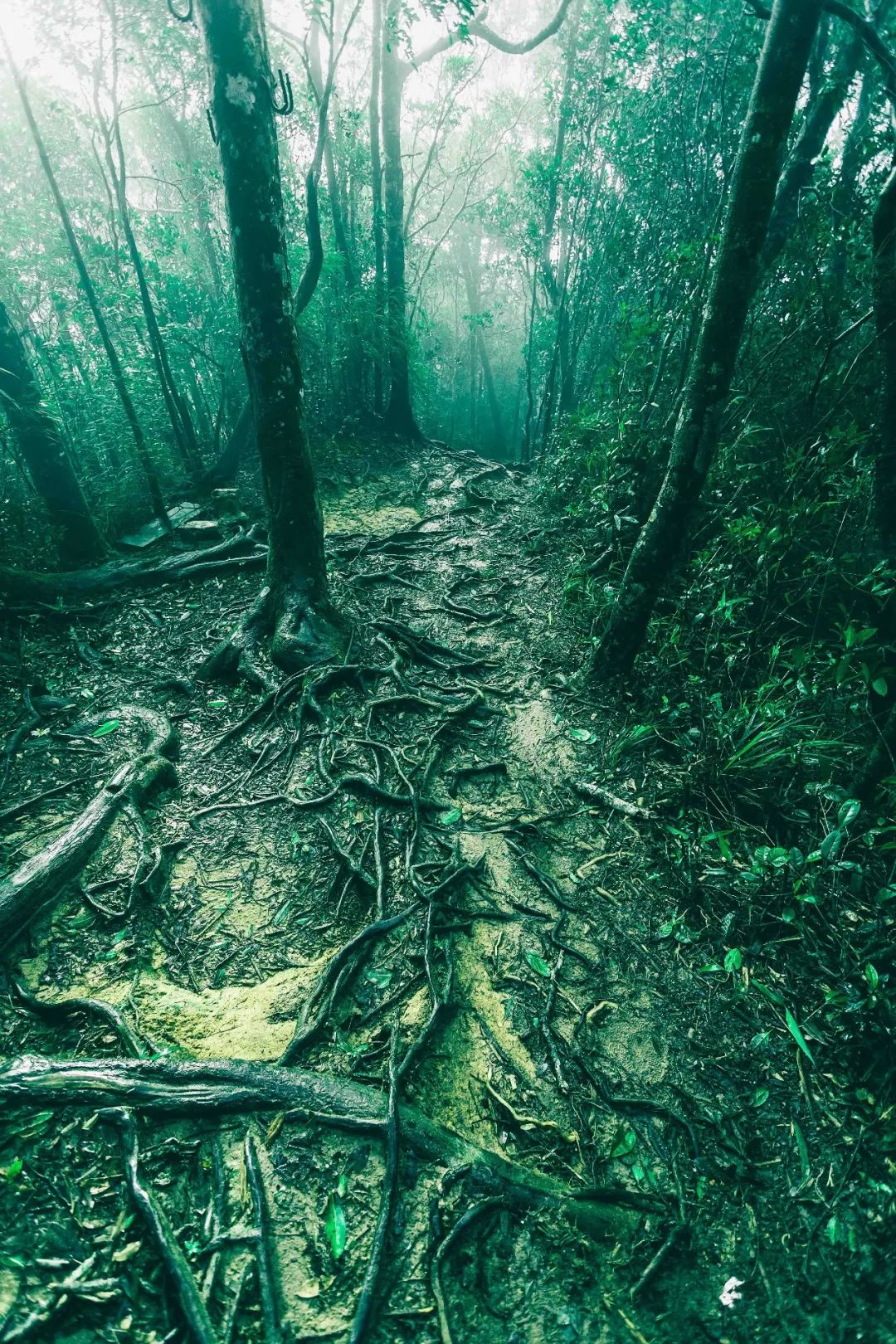 新物种有哪些,新物种是怎么凭空出现的