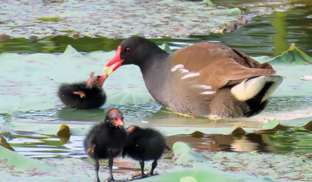 昆明七彩云南怎么样,七彩云南避暑家园