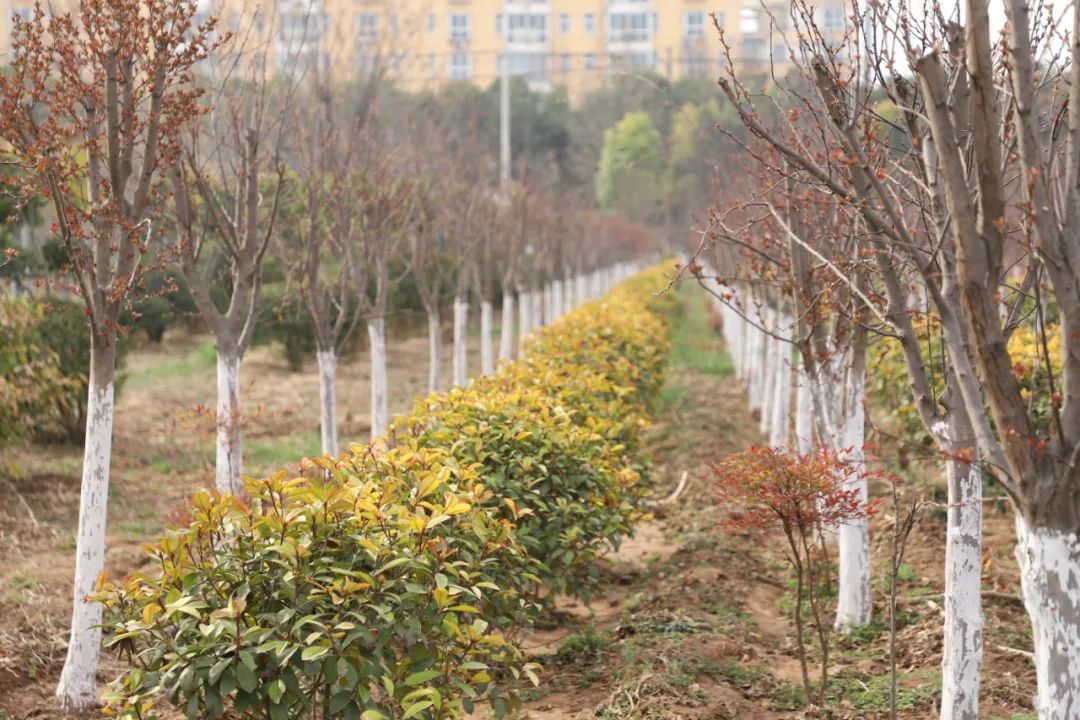 河南坠子巧媳妇,沁阳花仙子