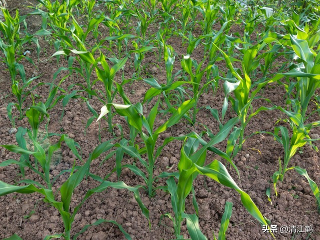 玉米除草剂药害最佳补救方法,玉米24d丁酯除草药害图片