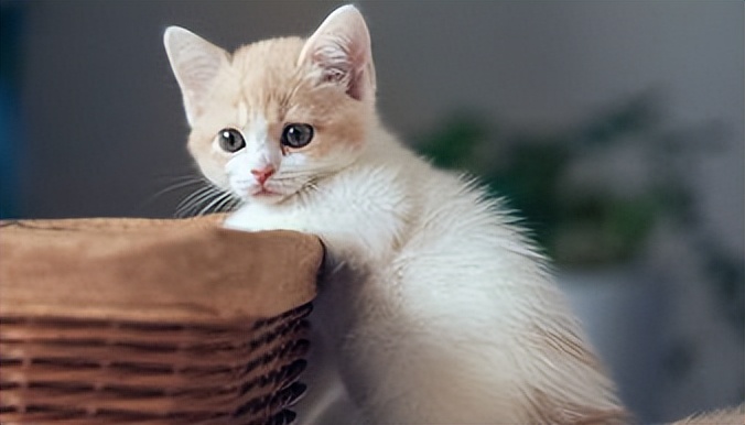 猫咪的胡须波浪 (四根胡须的猫咪)