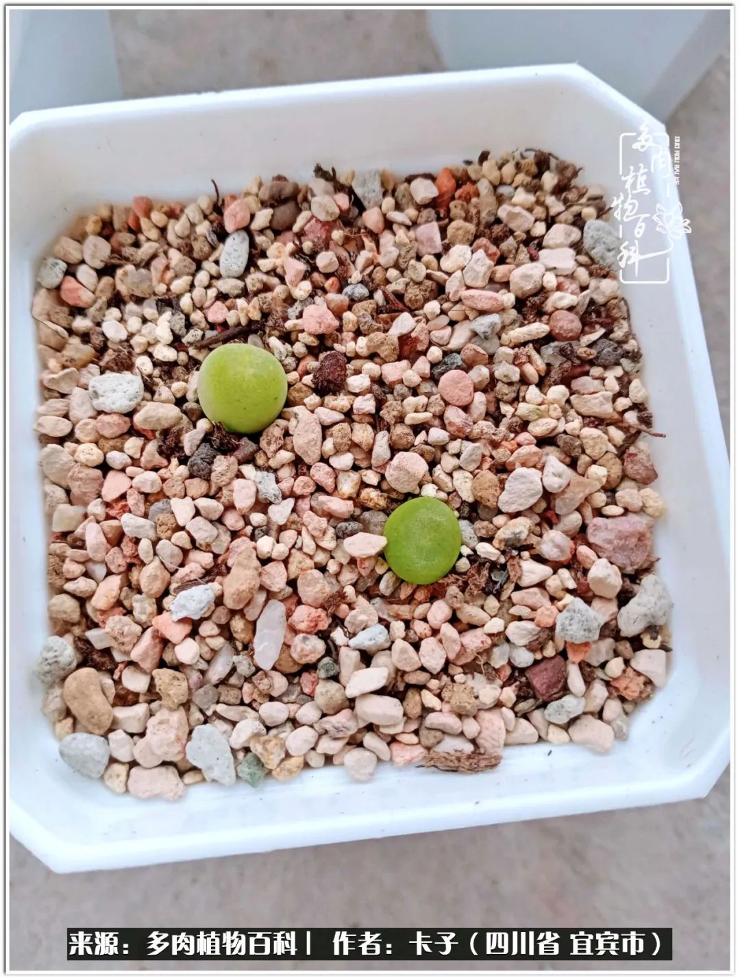 送我一轮明月文案,送我一轮明月