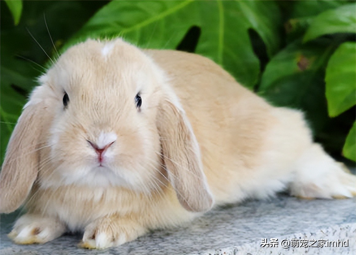 荷兰垂耳兔长大后多大,荷兰垂耳兔怕人吗