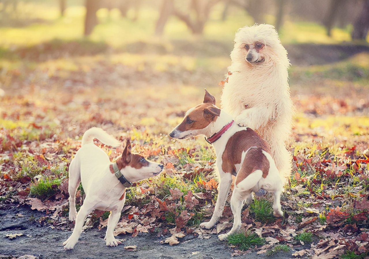 为什么不要一直打狗,一定要远离打狗的人