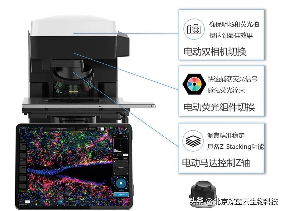 免疫荧光试验和免疫沉淀试验区别,免疫荧光显微技术是什么