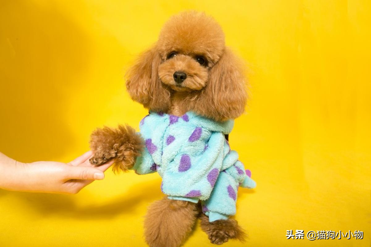 泰迪露肚皮是什么意思啊,泰迪露着肚子躺着睡觉