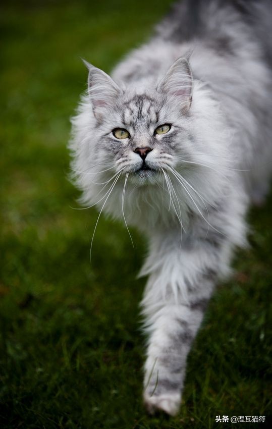 缅因库恩猫银虎斑,缅因猫浅银虎斑