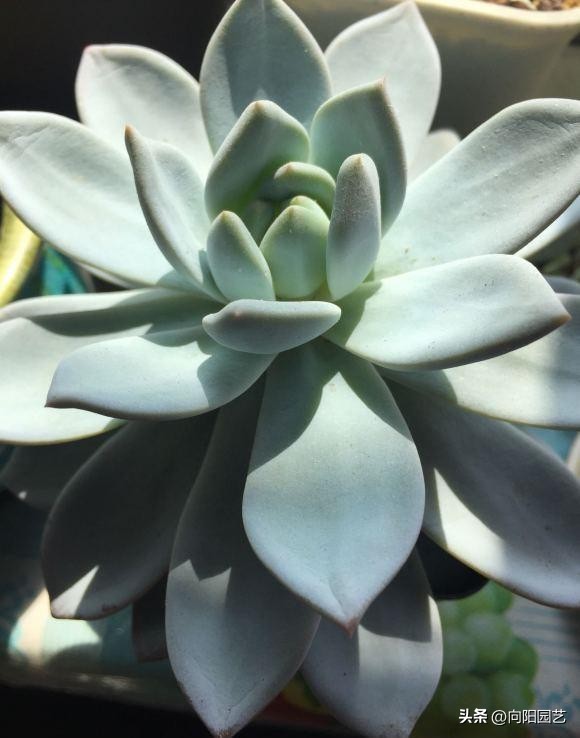 春天买多肉怎么养,春天新买的多肉怎么养才能养好