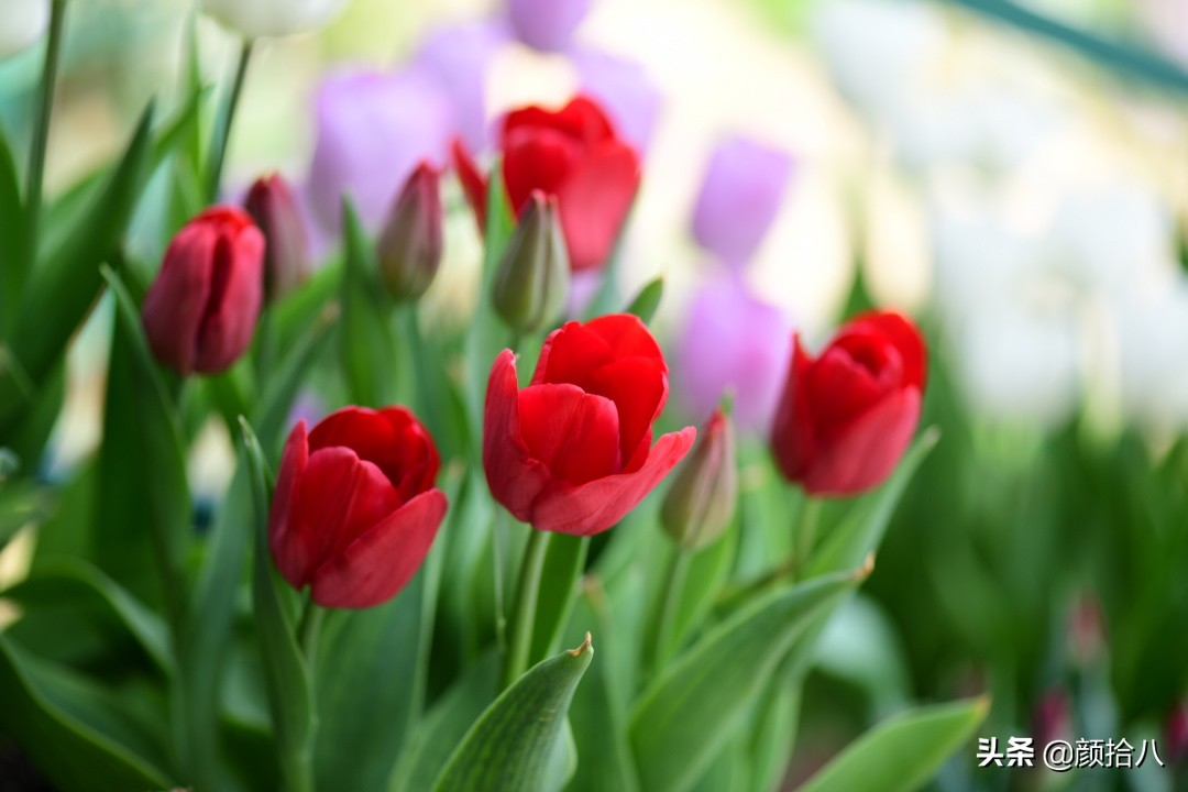 倏然而至的郁金香花季，第一波|园丁