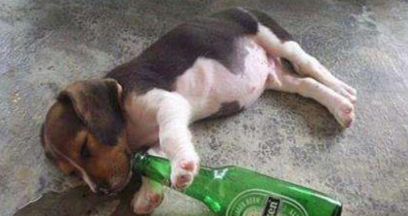 狗狗能不能吃夏威夷果,狗狗吃了夏威夷果能自愈吗