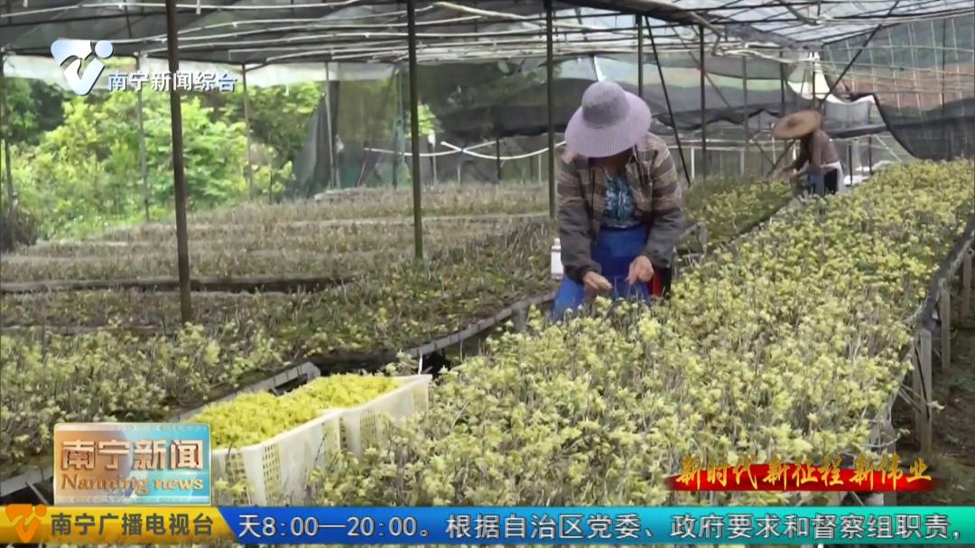 养殖牛致富新模式,养牛致富新项目视频