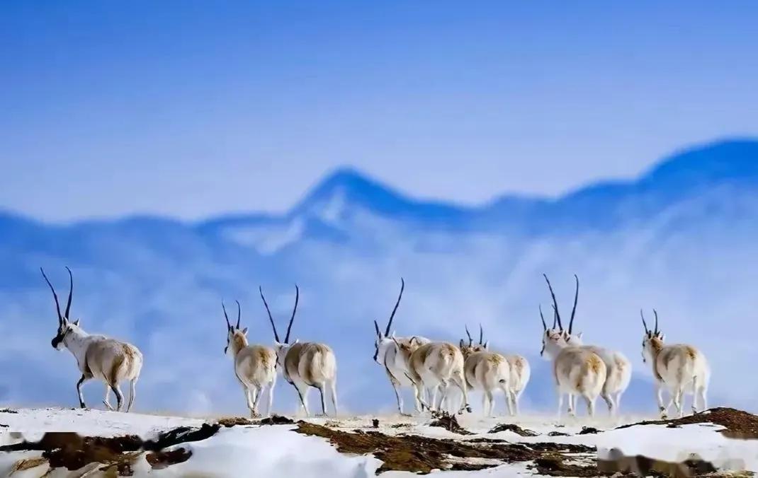 28年前发生了什么？为何40岁的索南达杰，被称作可可西里的保护神