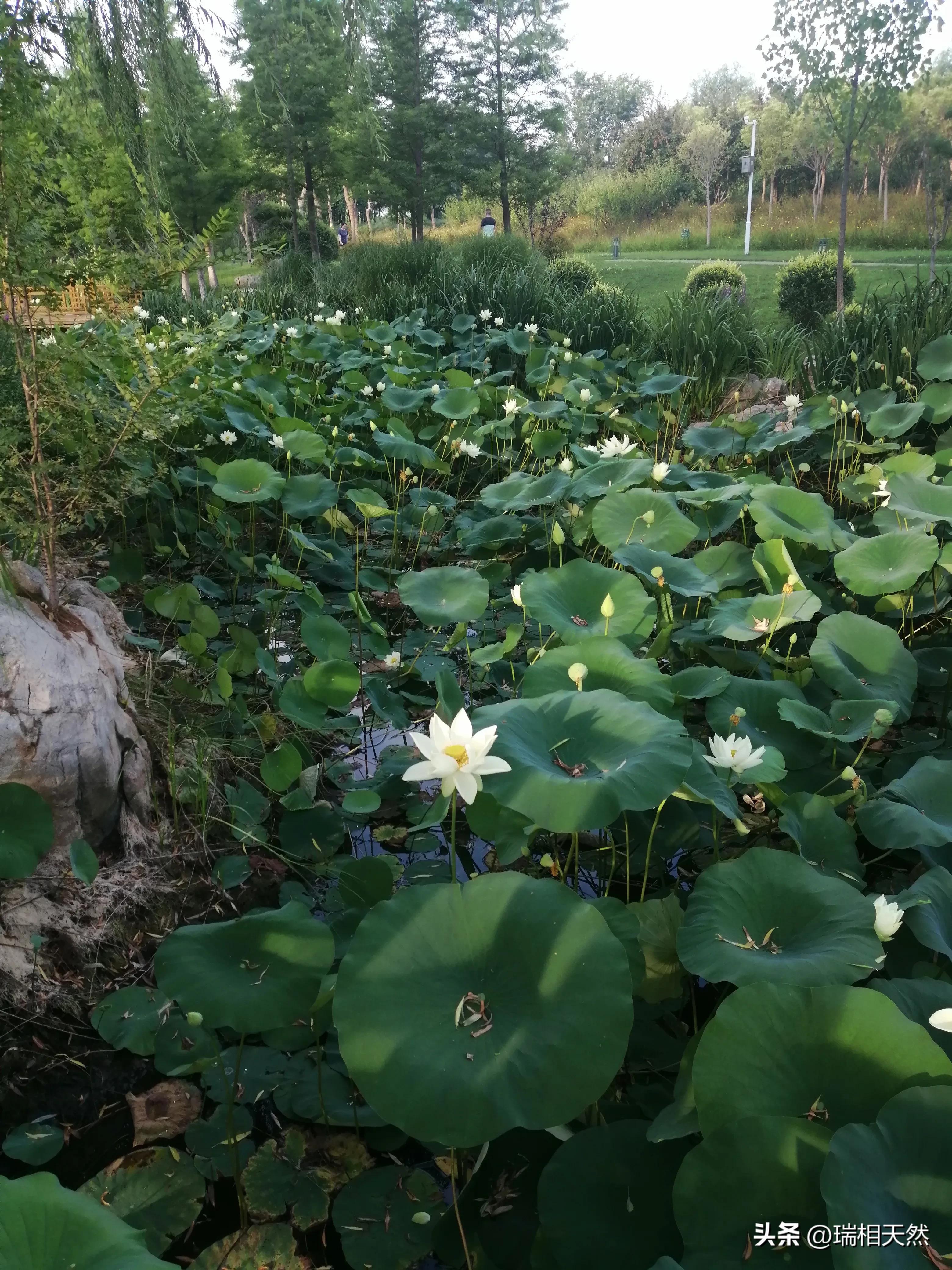 古诗词原创三首,刘耀文三首原创情歌