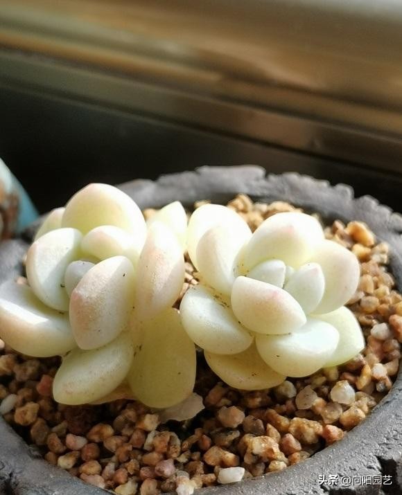 家庭养多肉可以挣钱吗,家庭养多肉会影响风水吗