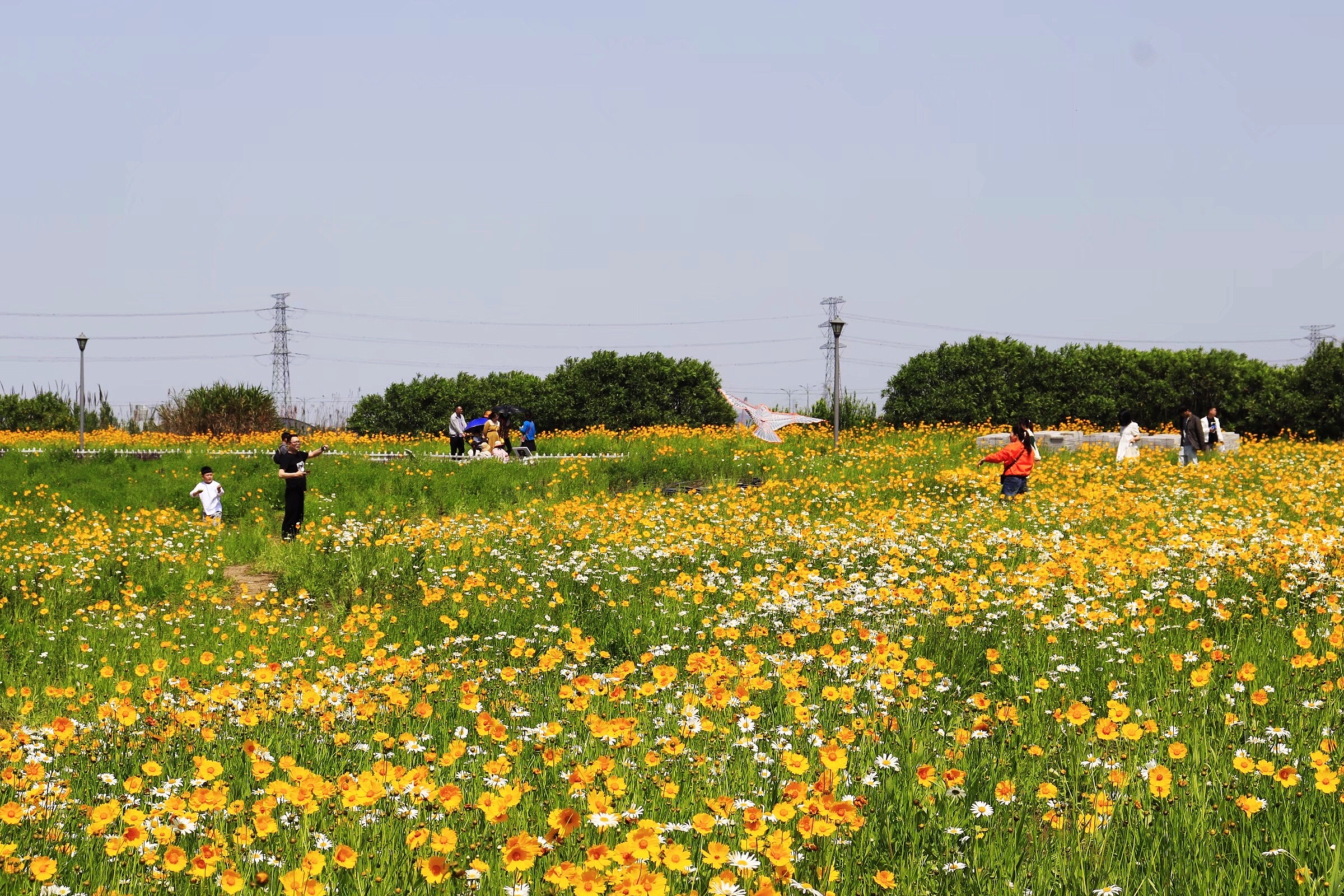 宁波最火的粉黛花海,宁波北仑红桥花海