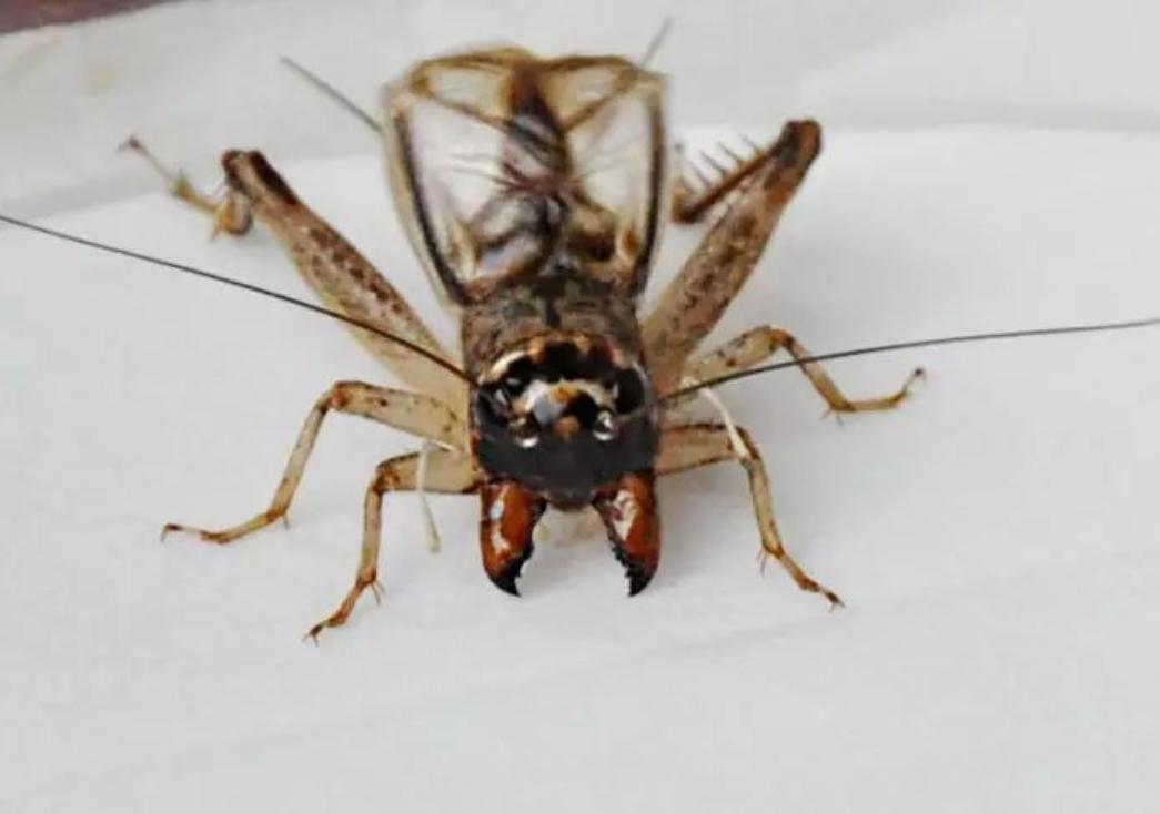 山东小古镇蟋蟀卖出3个亿,山东蟋蟀农村交易