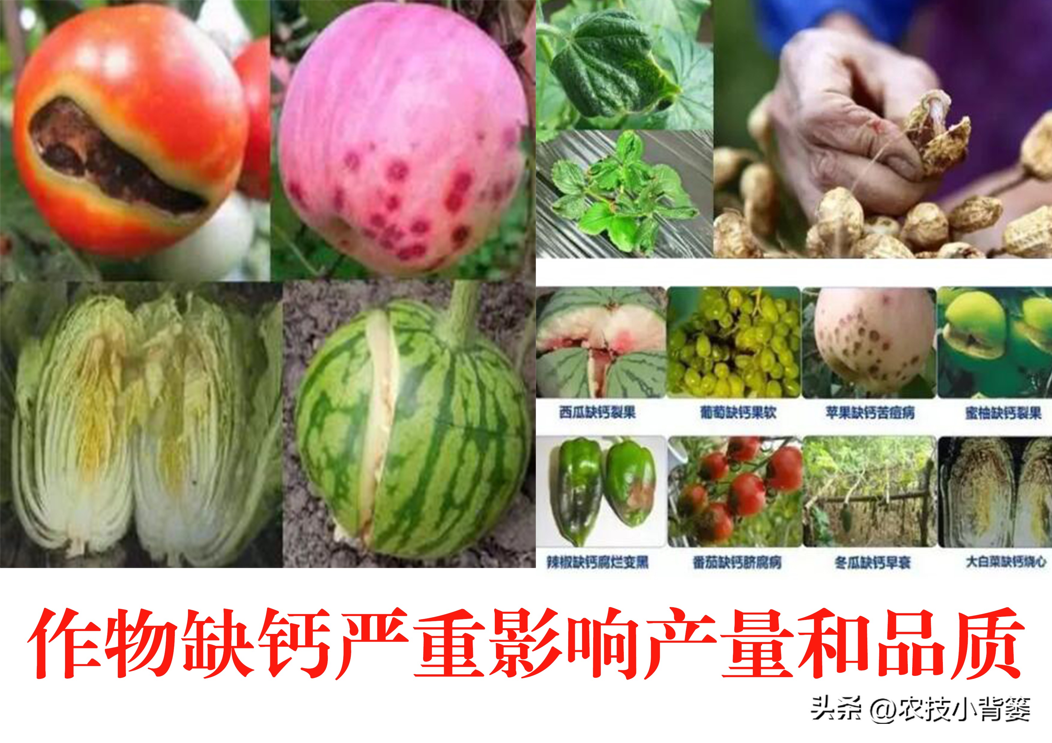 农作物缺钙补充什么肥料,为什么钙肥补了问题还是很多