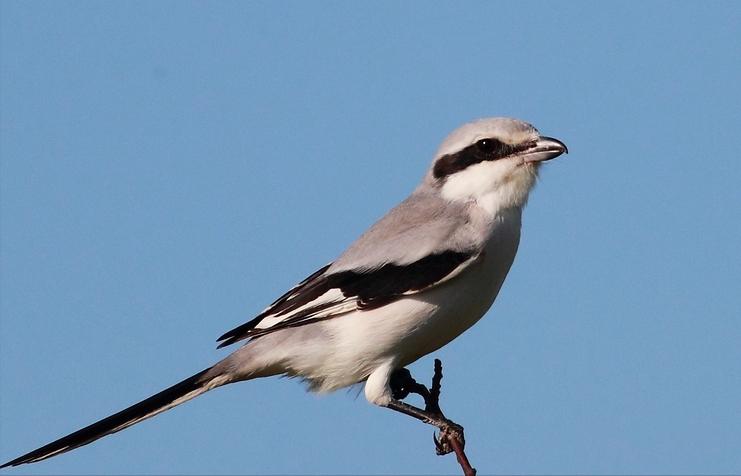 鸟儿大全高清图,高清珍稀鸟动态图片大全