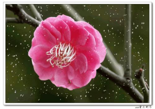 紫石金麟|咏梅七律三十韵②（二叠韵合集）