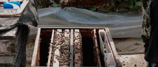 油菜花开飘香四溢,油菜花开花香四溢文案