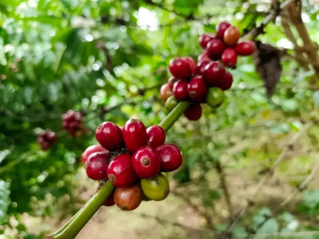 娴峰崡鍏撮殕鐚睅鍜栧暋,娴峰崡涓囧畞鍏撮殕鐚睅鍜栧暋鍩哄湴