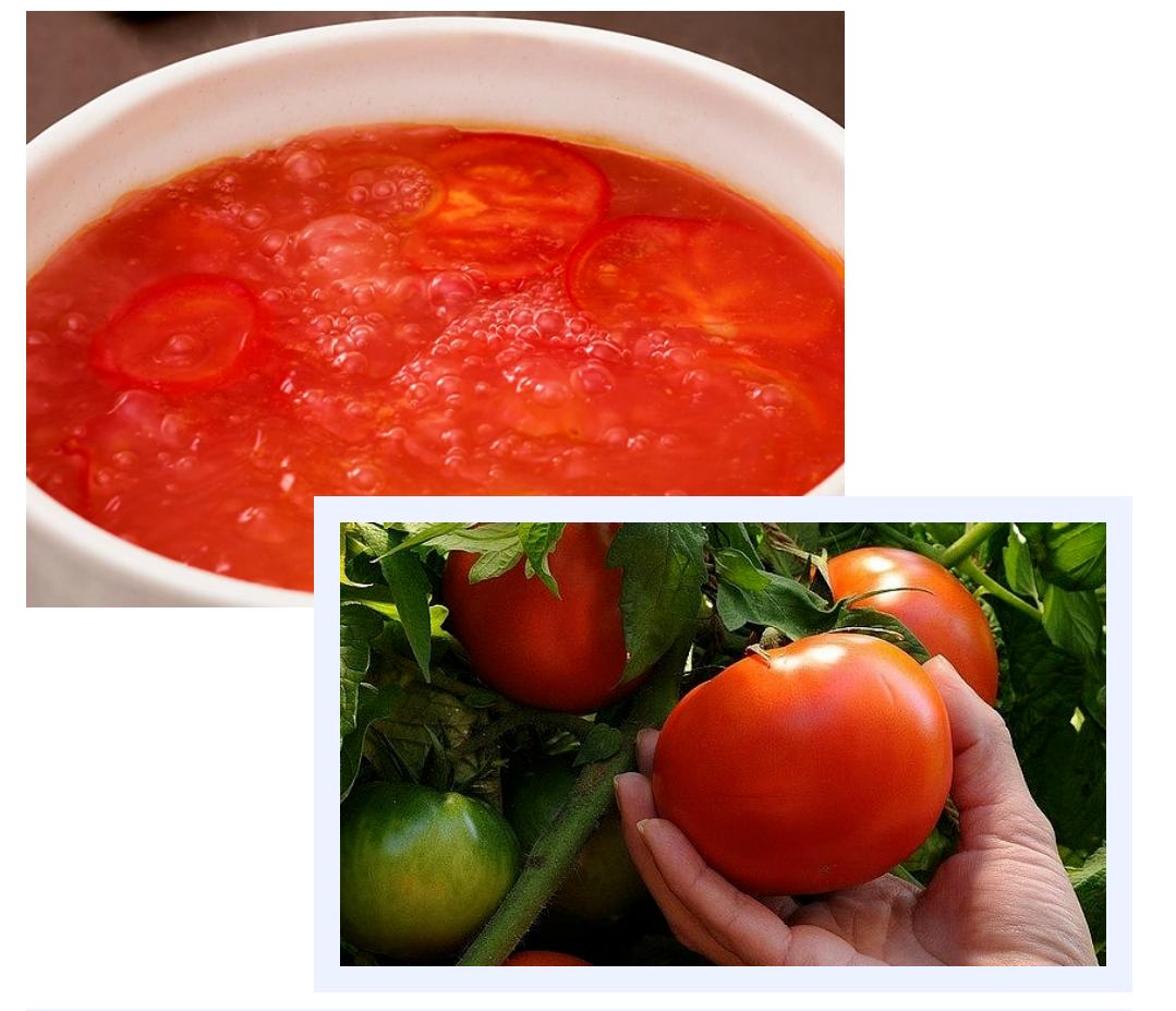 又到做西红柿酱的季节,什么季节做西红柿酱呢