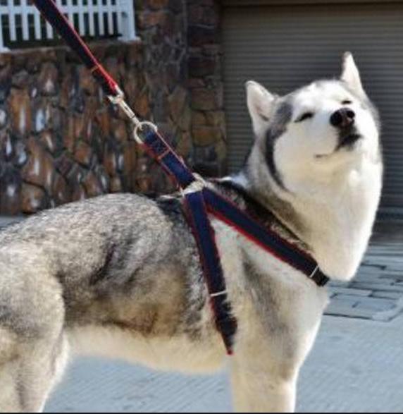 狗狗出门爆冲怎么办,狗狗爆冲