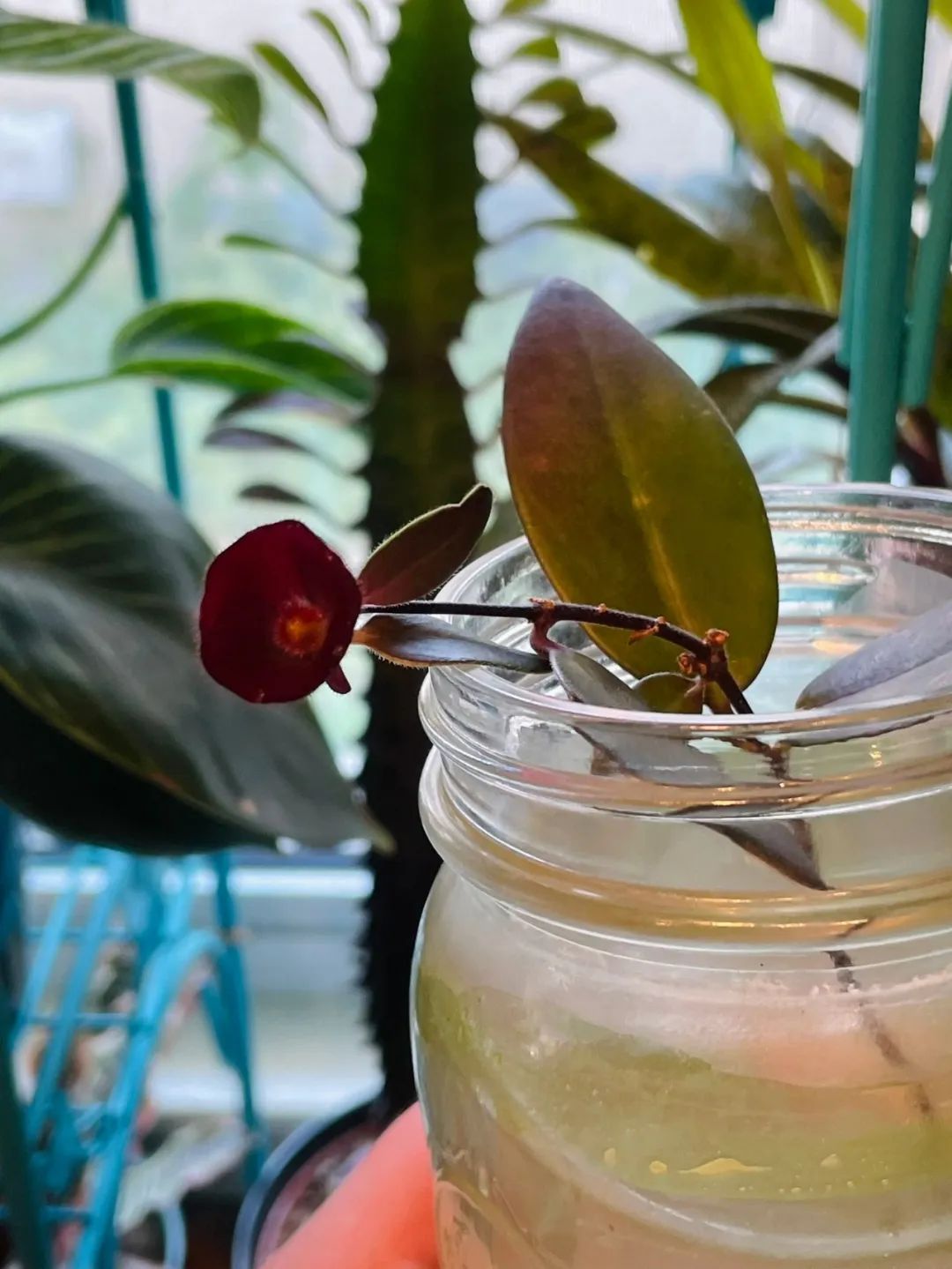 球兰养花养殖方法和注意事项,封闭阳台养花球兰