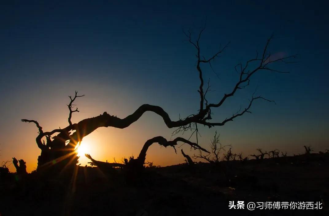 醉美胡杨深度游,额济纳胡杨林旅游攻略