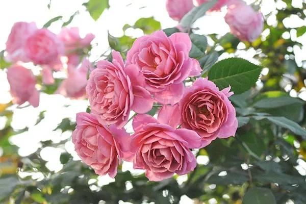 日本月季耐阴品种,日本葵月季适合两广吗