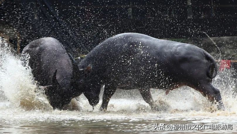 盛夏的风吹过茶园，穿过侗寨，在风情三江留恋不走~