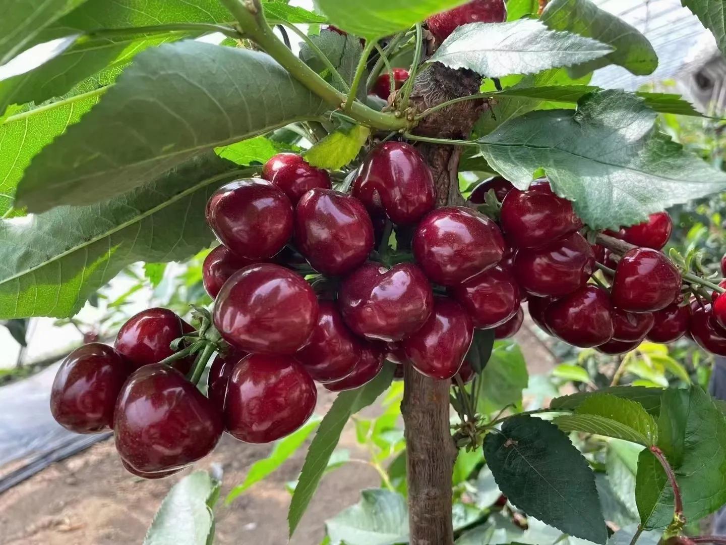 大连美早樱桃几月份上市,大连美早大樱桃现摘现发新鲜到家