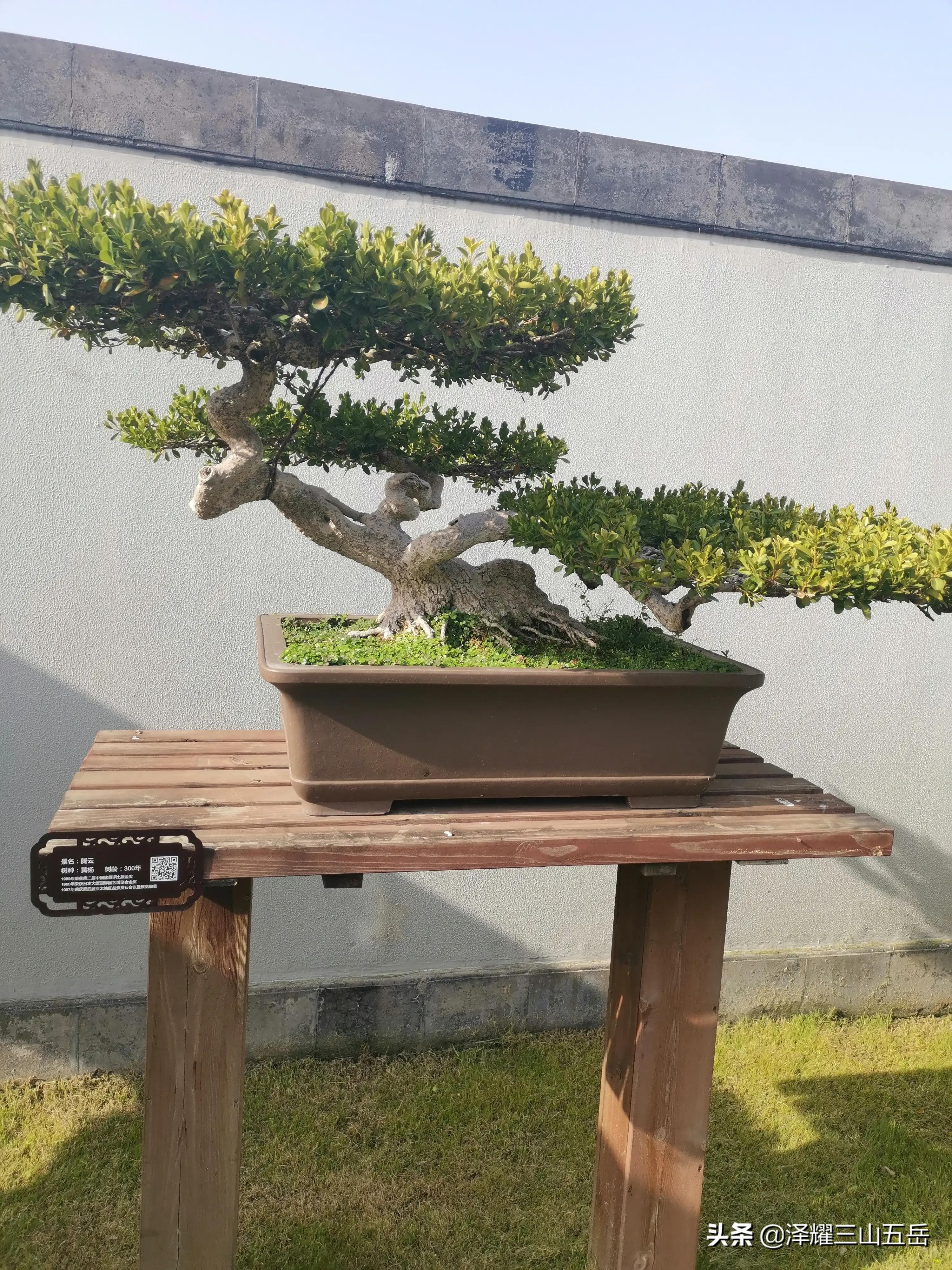 瘦西湖和西湖哪个更值得去,瘦西湖收费吗