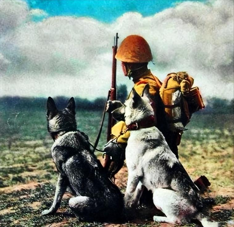 1939年日本狼狗部队,董翰良训练中国狼狗