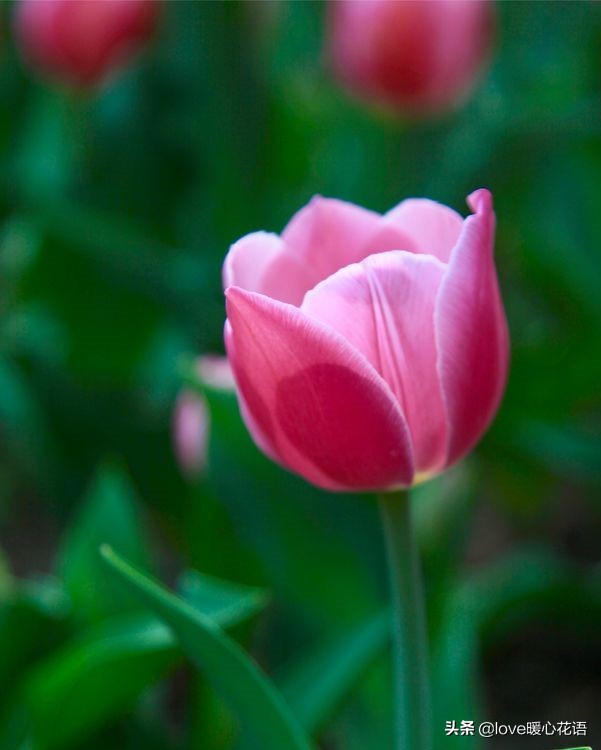 郁金香和玫瑰花搭配的花语,两朵粉色郁金香花语是什么