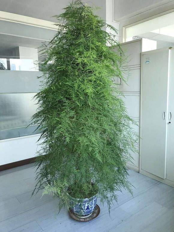 越养越吉利的三种花有哪些,玫瑰花老桩用大盆还是小盆栽培