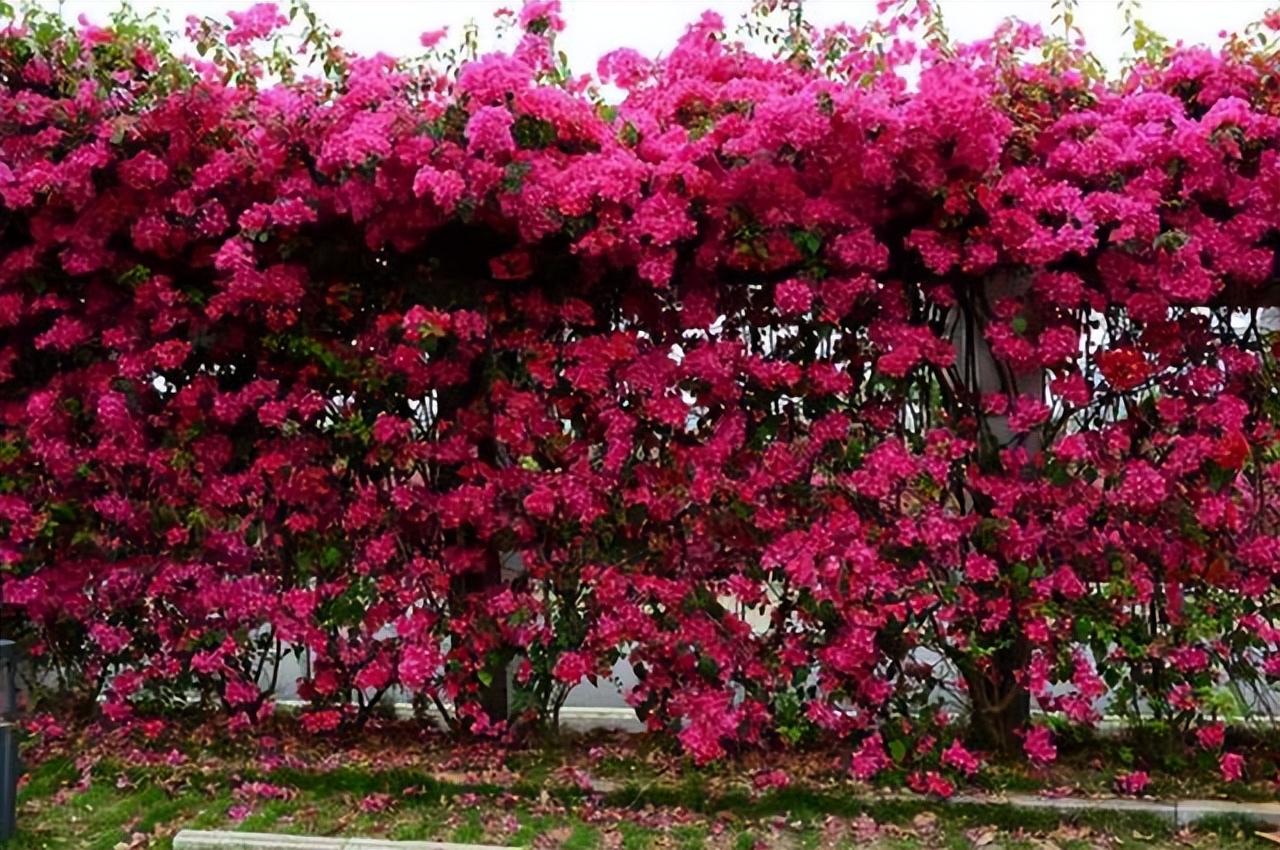 三角梅怎么养才能变成花墙,三角梅如何种成花墙