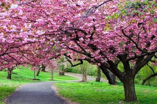 桃花源里看桃花风景优美,再游桃花源美景