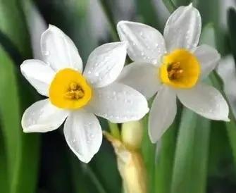 古诗词中的水仙花：飘零尘俗客再见水仙花