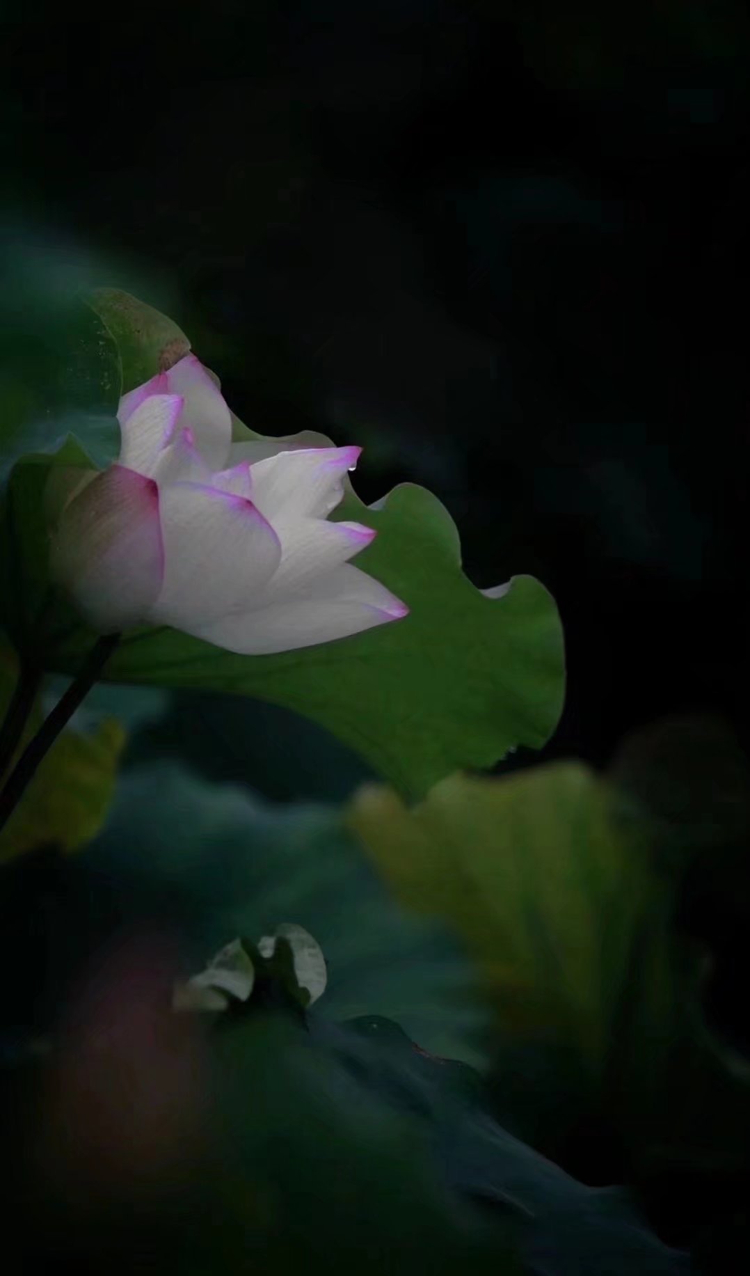 平生所愿不过烟火素淡守心自暖,烟火素淡守心自暖