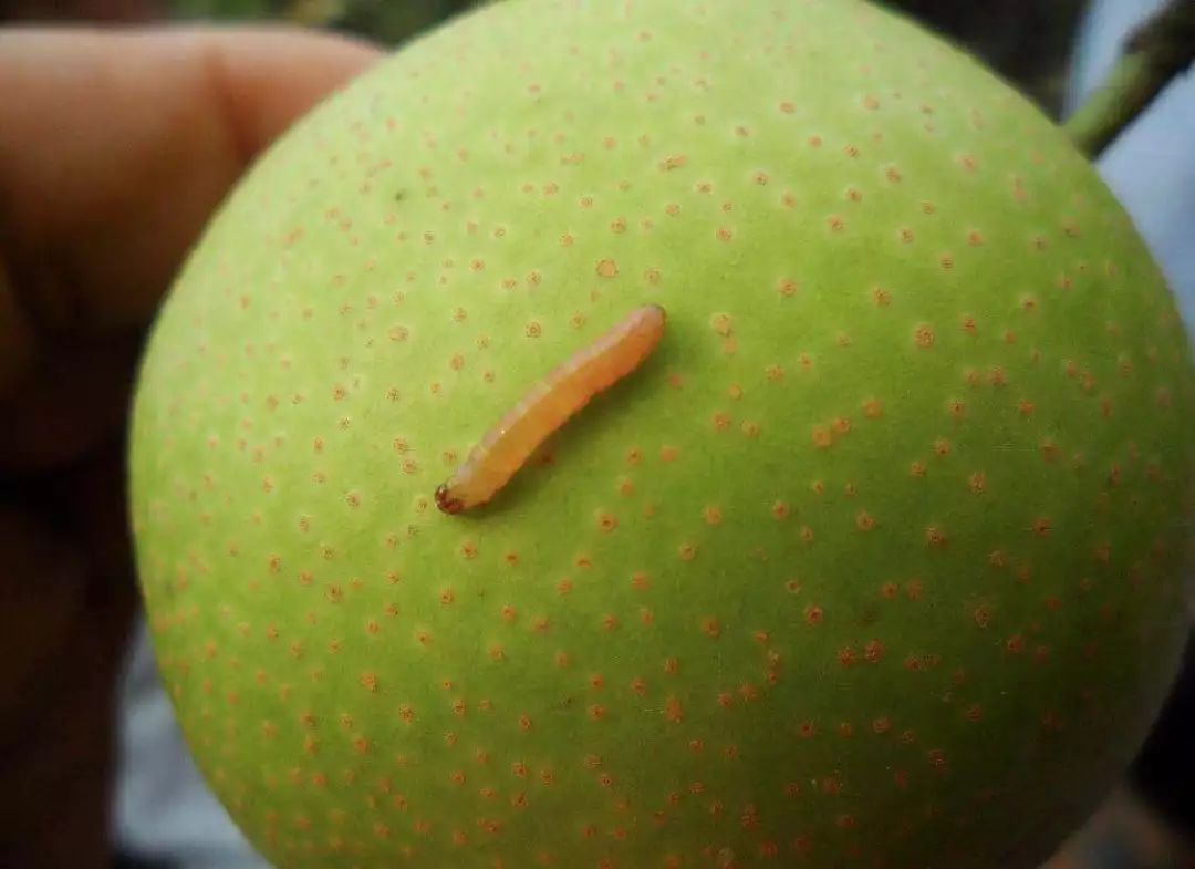 在水果里的虫子,水果套袋子能否防鸟虫