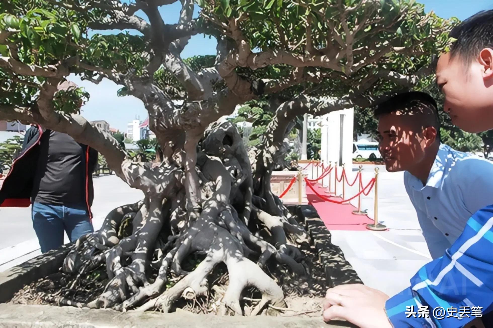 20多年前他花100万买下明代老宅,2014年男人花一万元买下腐烂树根