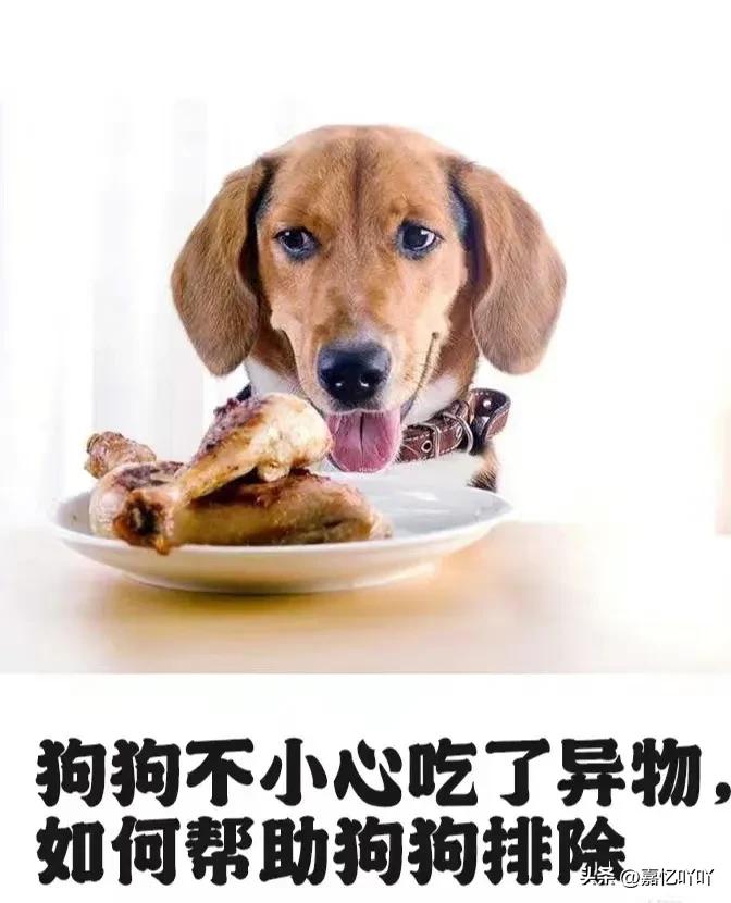 狗狗不小心吞食异物有什么症状,狗狗肠子堵住了怎么排出来异物
