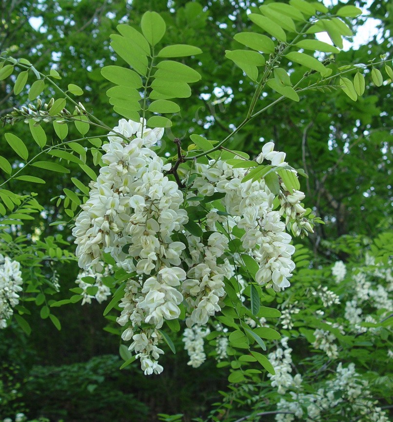 儿时的洋槐花树,新视角科普