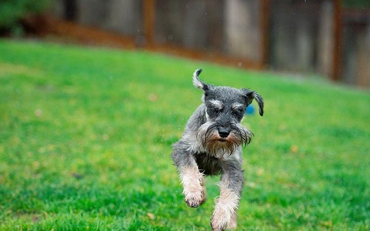 想养个中小型狗养什么好呢,想养一只雪纳瑞犬